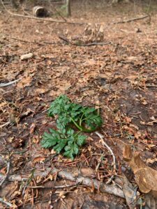 エゾフユノハナワラビの緑色の葉