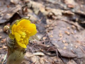 黄色いフクジュソウの花