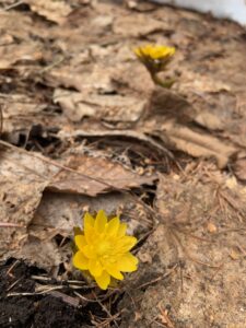 黄色いフクジュソウの花