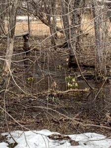 ミズバショウの白い仏炎苞が水面から顔を出している
