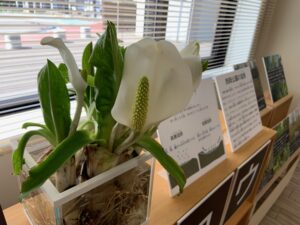 本物のミズバショウの展示