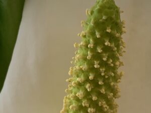 ミズバショウの肉穂花序