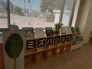ミズバショウの展示