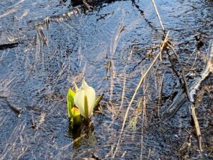 水面から顔を出したミズバショウの白い仏炎苞