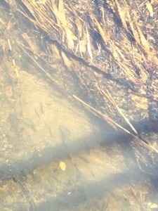 川を上るワカサギ