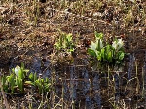 水面から顔を出したミズバショウの白い仏炎苞