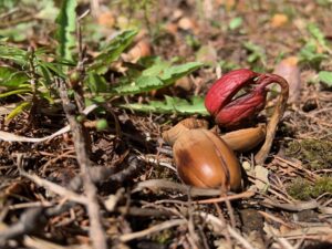 ドングリの芽吹き