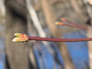 ハウチワカエデの芽