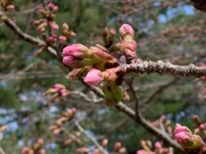 桃色のエゾヤマザクラのつぼみ
