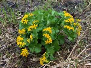 エゾノリュウキンカの黄色い花