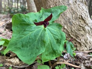 エンレイソウの濃い赤の花