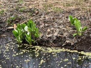 湿原に咲くミズバショウ