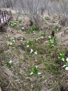 湿原に咲くミズバショウ