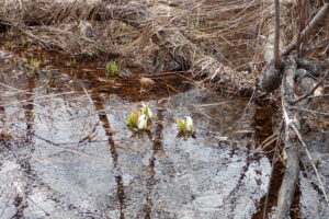 ミズバショウの白い仏炎苞