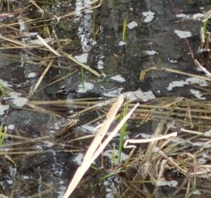 水の中にいるエゾアカガエル