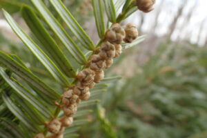 ハイイヌガヤの雄花の蕾