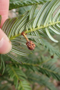 ハイイヌガヤの雌花の蕾