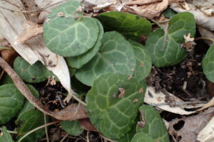 ジンヨウイチヤクソウの葉