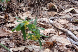 ナニワズの黄色い花