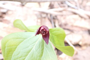 濃い赤い色のエンレイソウの花