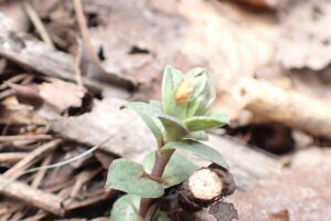 フデリンドウの芽
