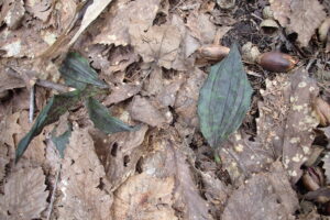 トケンランの葉