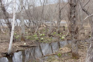 湿原のミズバショウ