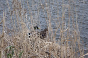 マガモのつがい