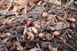 どんぐりから根が土に伸びている様子