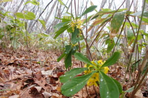 黄色いナニワズの花