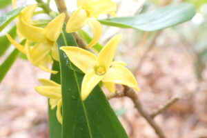 黄色いナニワズの花