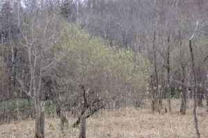 カスミのようにふんわりとした柳の花