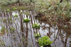 湿原に咲く白いミズバショウと水面にヤチダモの影