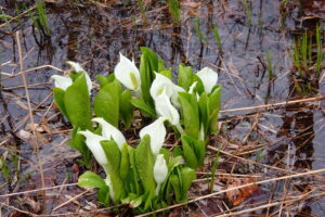 湿原に咲く白いミズバショウ