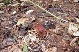 赤みがかったオオウバユリの芽
