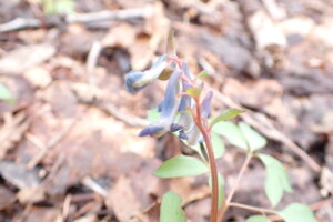 水色のエゾエンゴサクの花