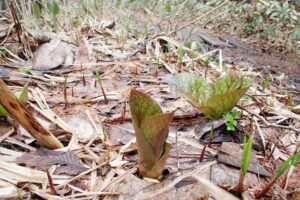 少し開きかけたオオウバユリの芽