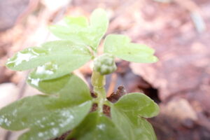 レンプクソウのつぼみ