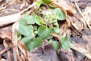 スミレの芽
