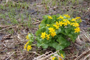 黄色いエゾノリュウキンカの花