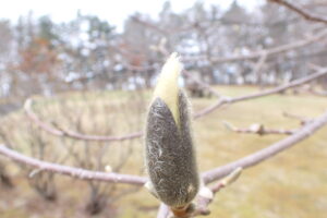 白い花弁が見え始めたハクモクレンのつぼみ