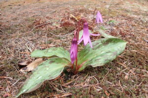 濃い桃色のカタクリの花