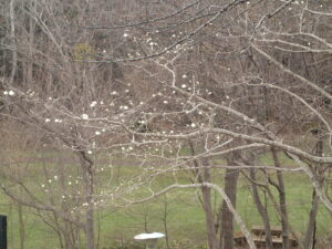 キタコブシの花