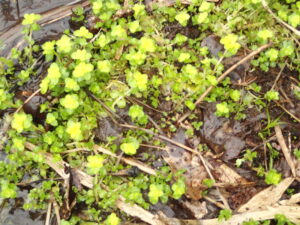 レモンイエローのネコノメソウの花