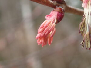 濃い桃色の桂の雄花