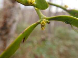 黄色いヤドリギの花