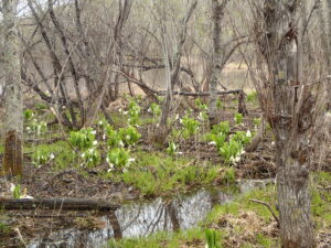 湿原に咲くミズバショウ