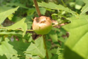 リンゴのような形の虫こぶ