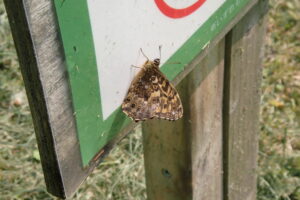 ヤマキマダラヒカゲ