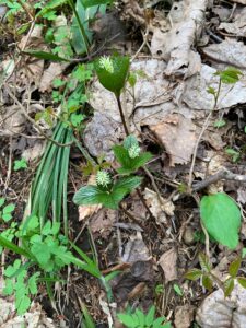 ヒトリシズカのブラシのような花